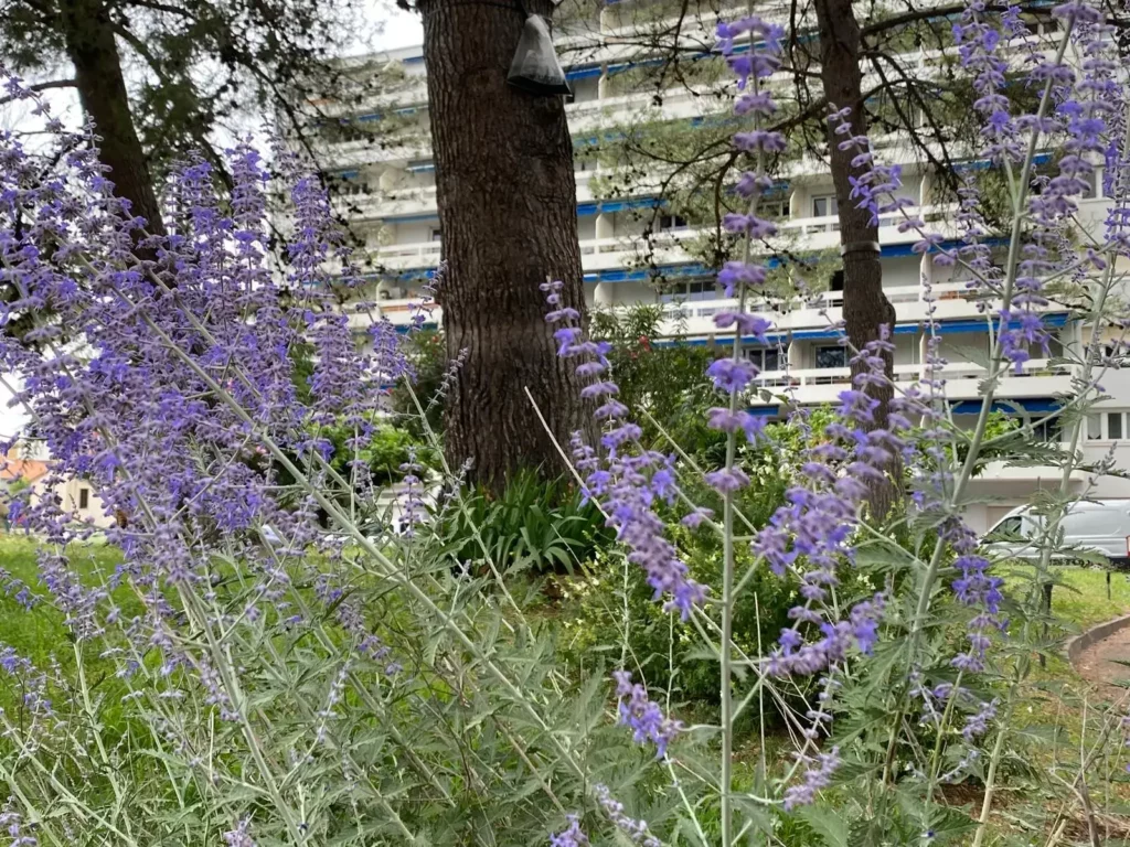immeuble-fleurs-violettes-location-bureau-montpellier.webp